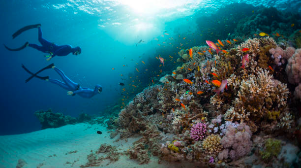 Best Part of Great Barrier Reef: Unveiling Nature's Splendor