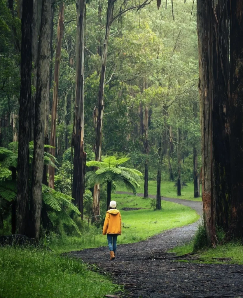 Dandenong Ranges