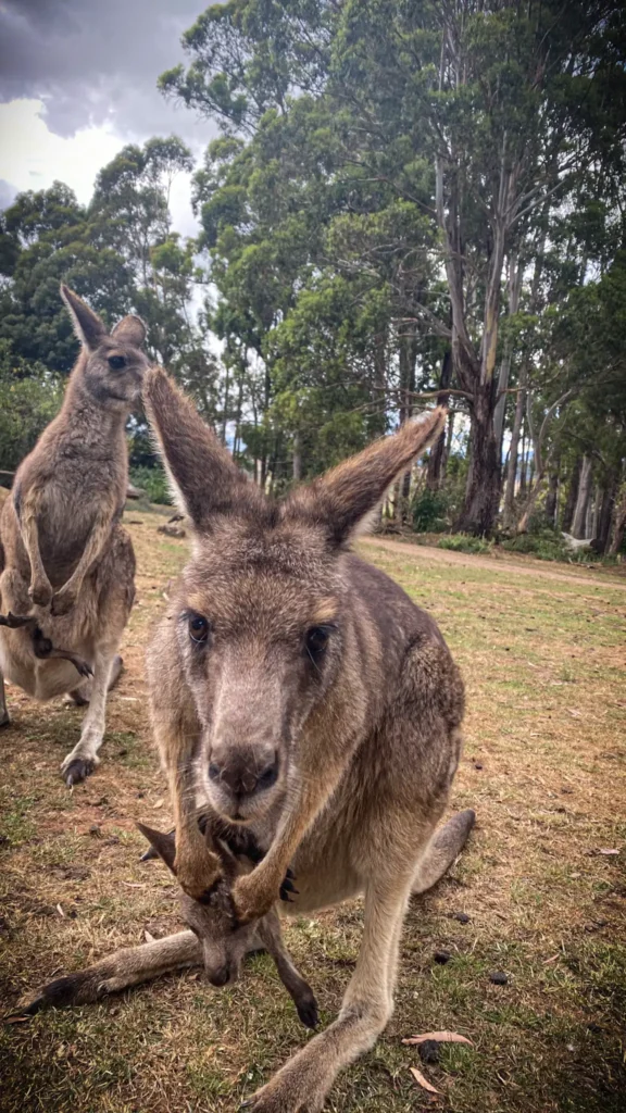 Trowunna kangaroo
