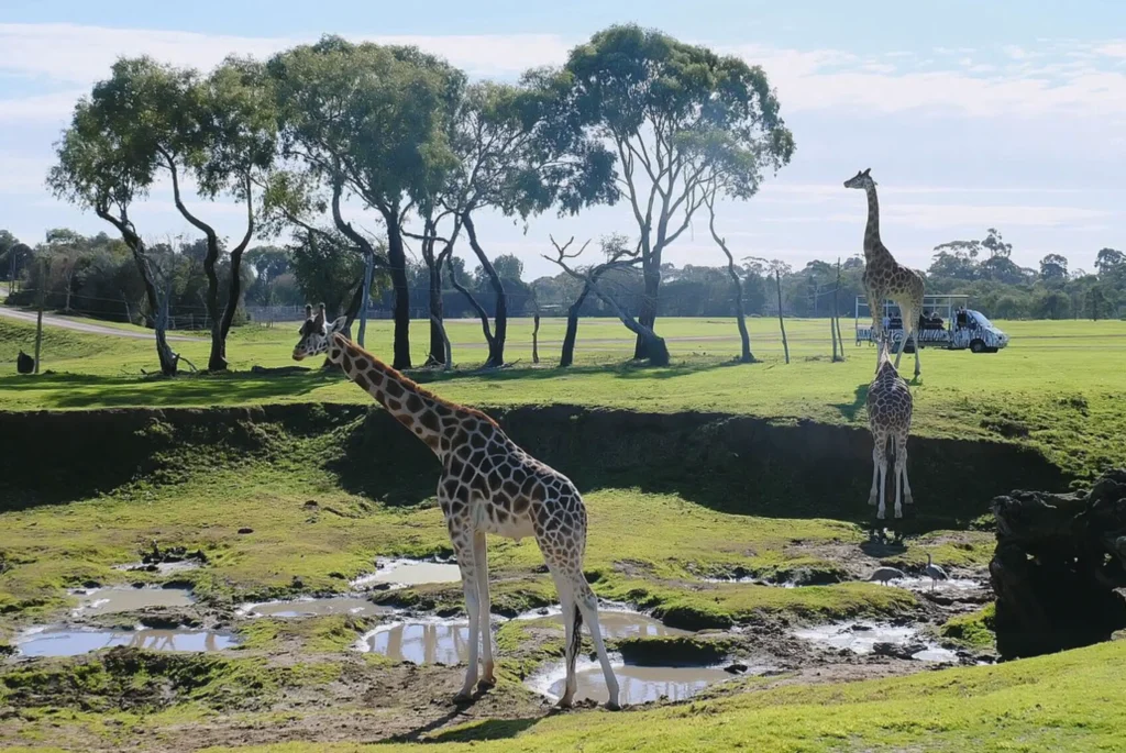Werribee Open Range Zoo